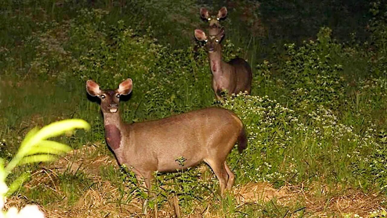 Wild Animal at Nam Cat Tien